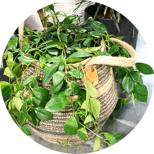 Lipstick Plant in Woven Basket Pot